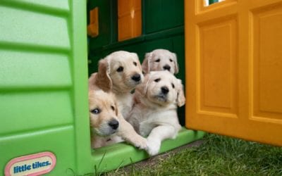 The Importance of Puppy Socialization